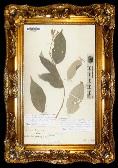 framed  Alexander von Humboldt Solanum citrifolium, ta009-2